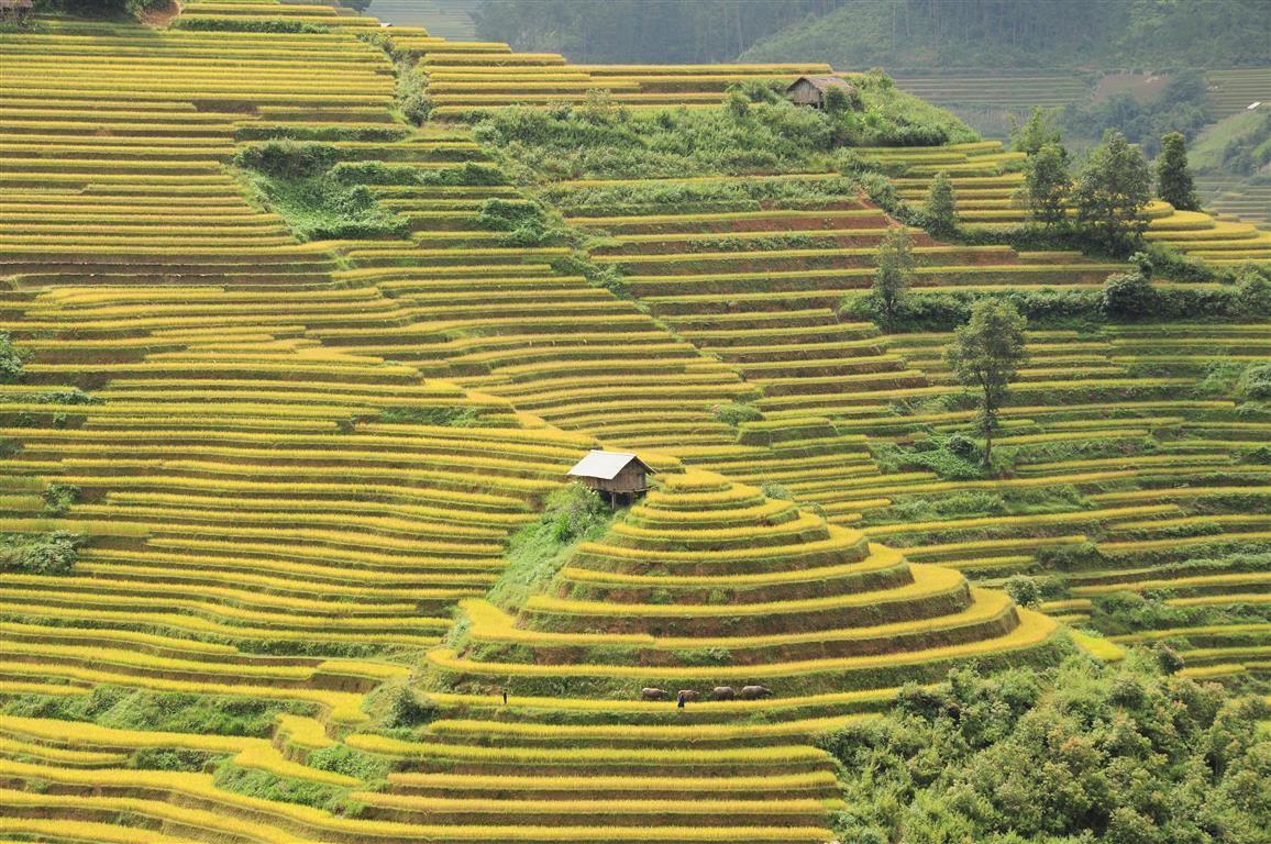 Golden terraced rice fields on a hillside with a wooden stilt house