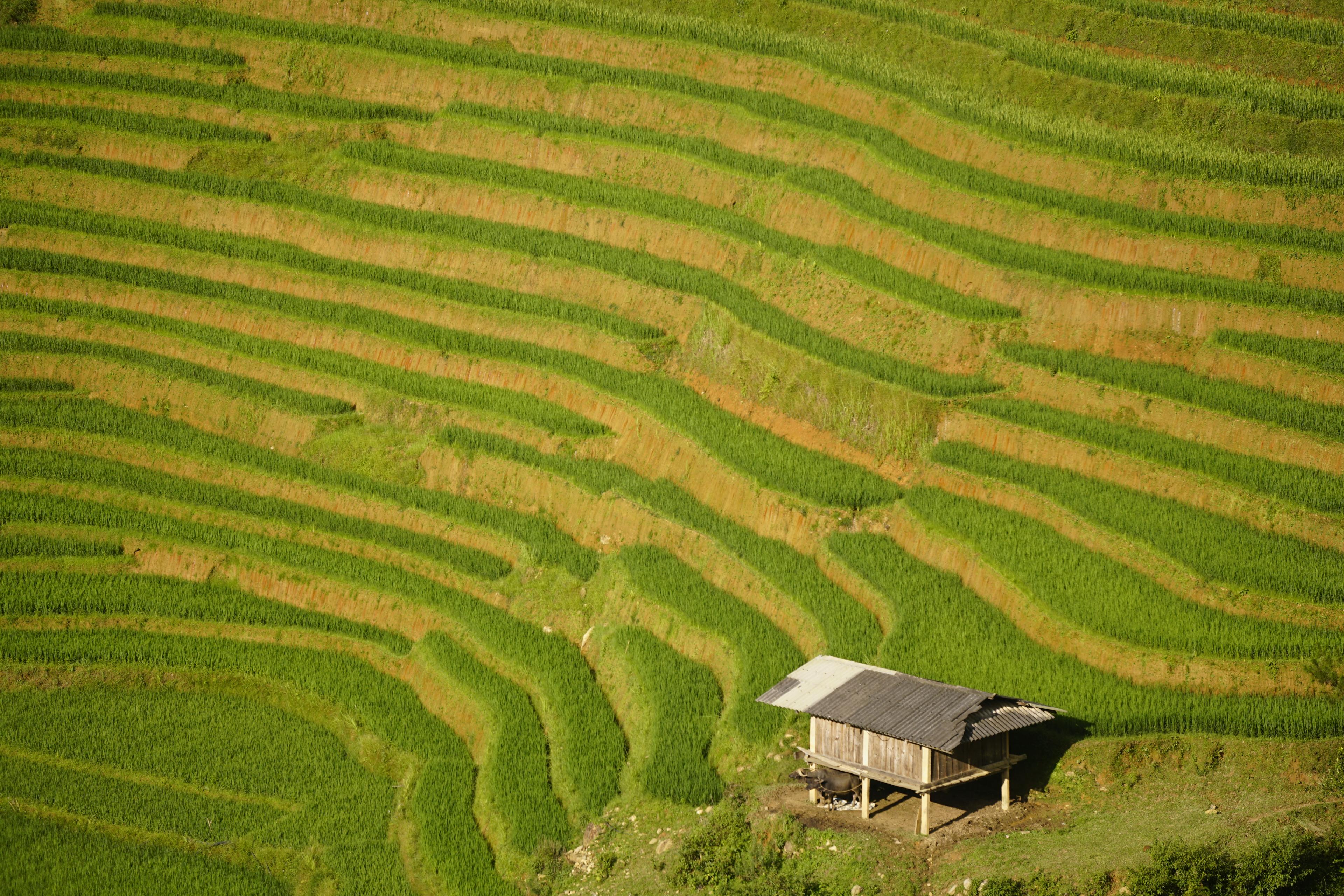 A stilt hut standing among green terraced rice fields