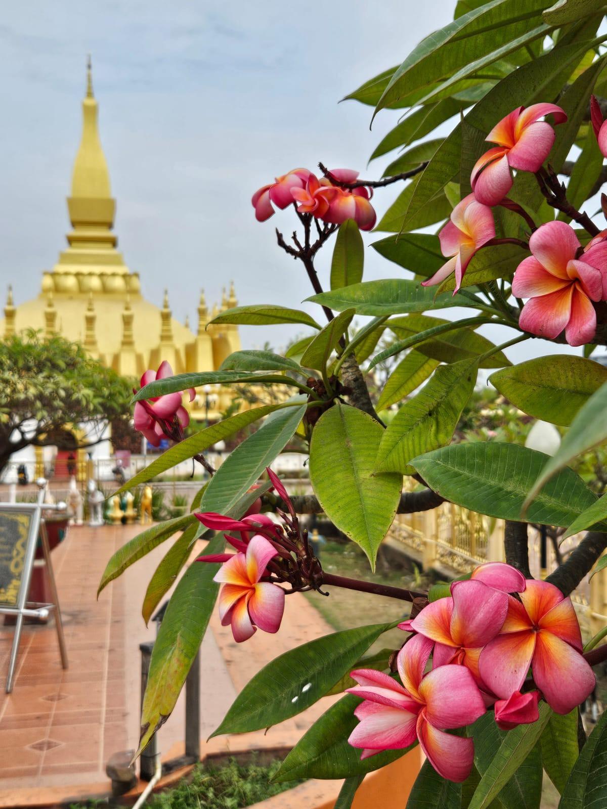 Frangipani flowers in bloom in front of a golden stupa