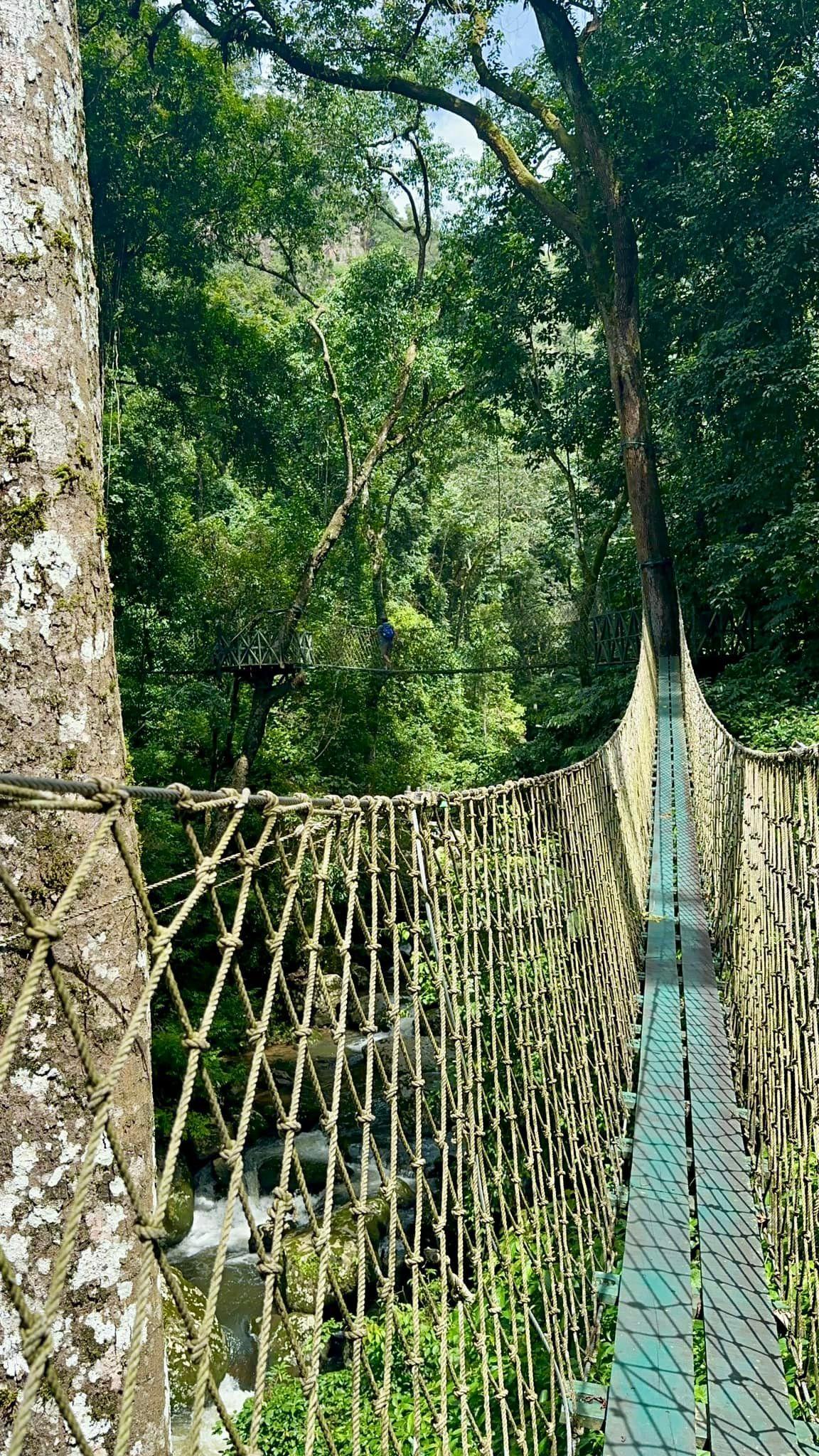 A rope-and-plank suspension bridge crossing a jungle gorge