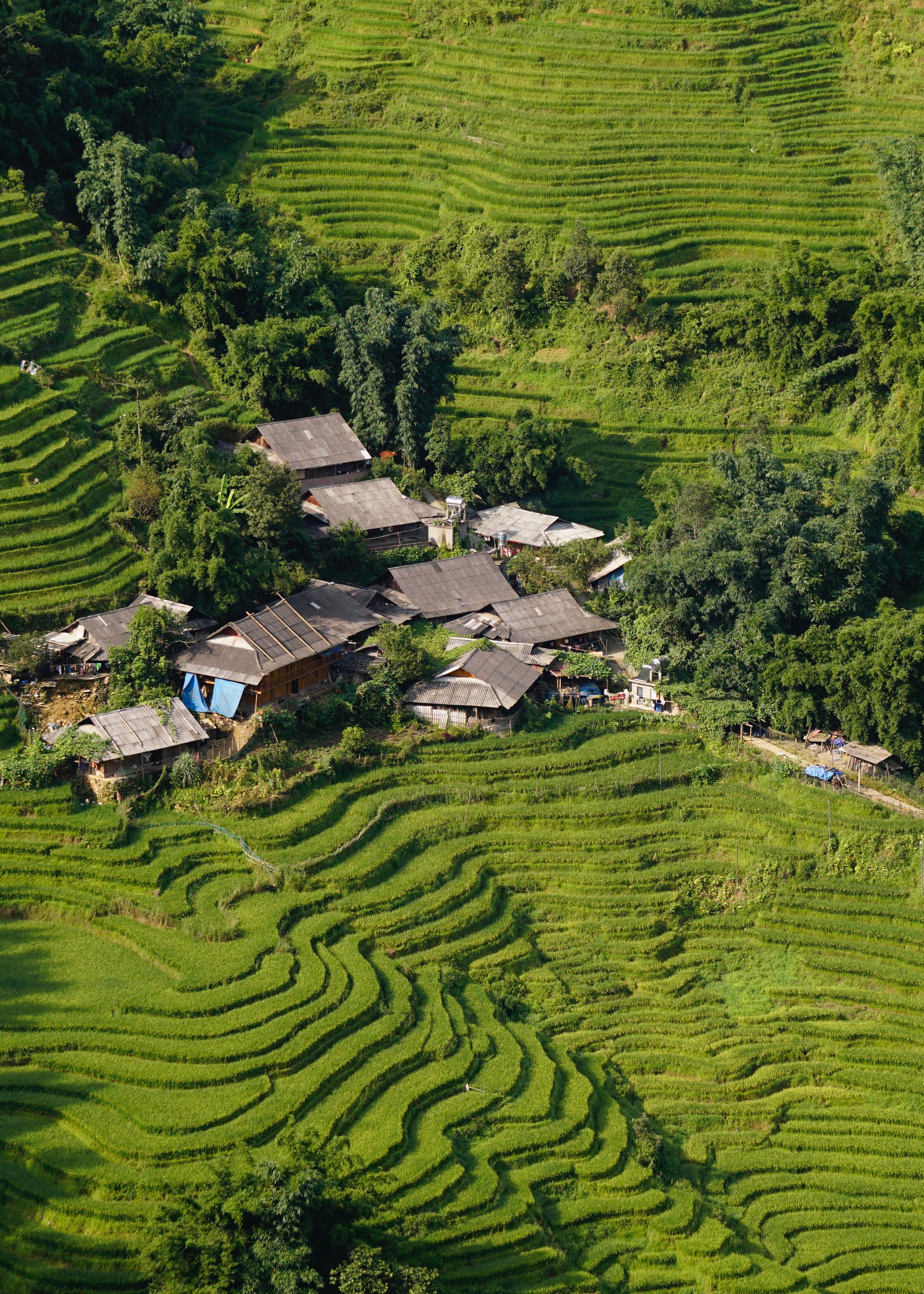 Stilt houses among terraced fields on a green hillside, seen from above