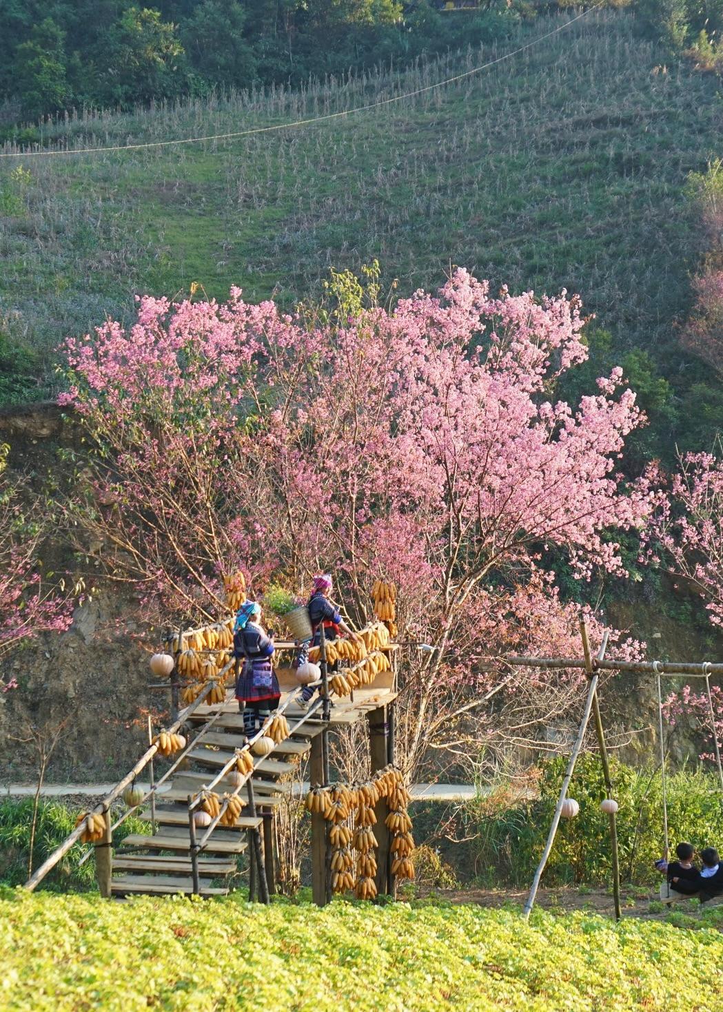 People on a wooden platform hung with dried maize under a pink blossom tree