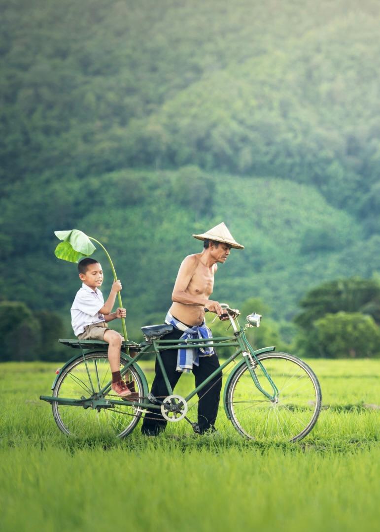 Father and son cycling through rice fields in the Cambodian countryside