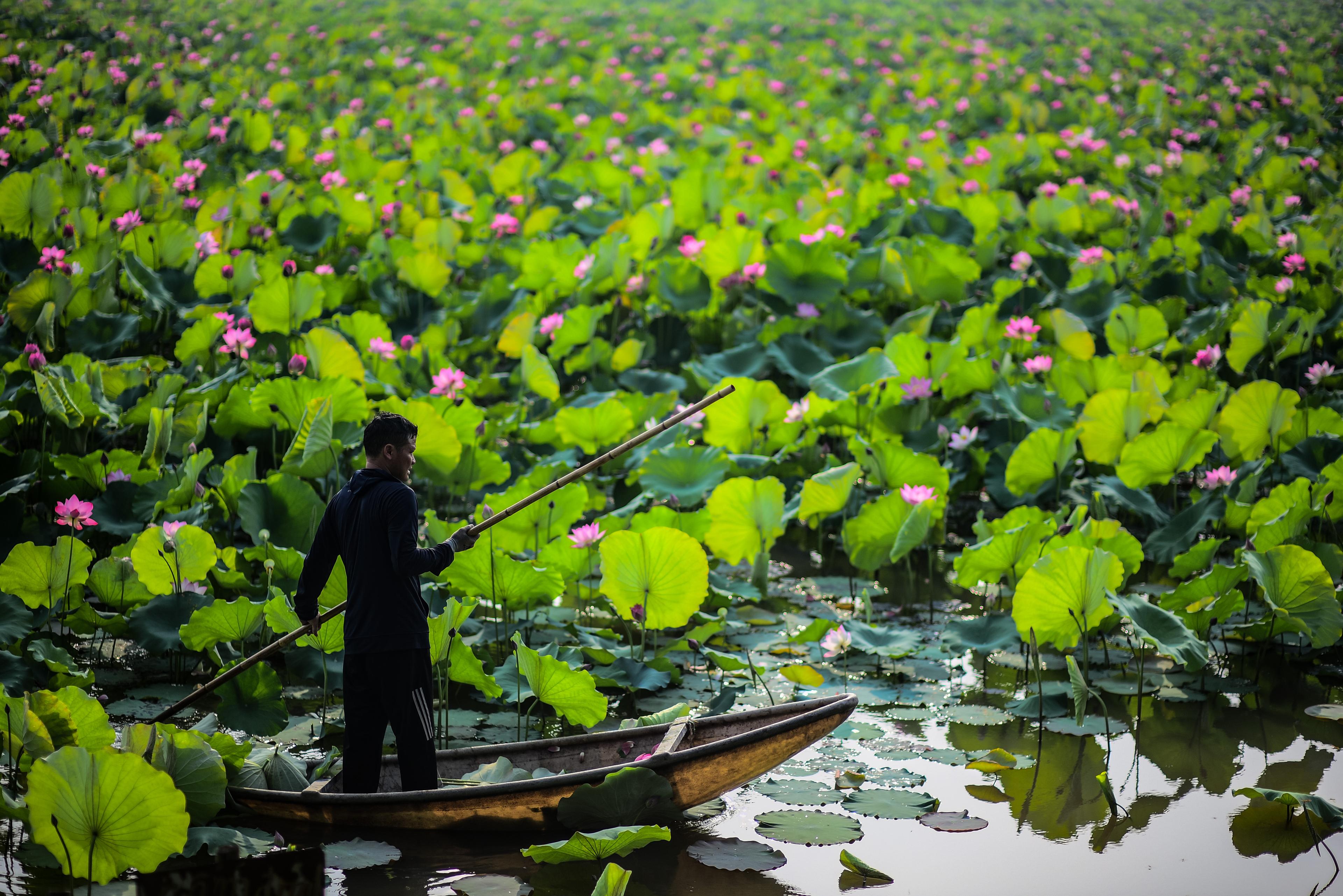 A boatman poling a wooden sampan across a pond covered in pink lotus flowers