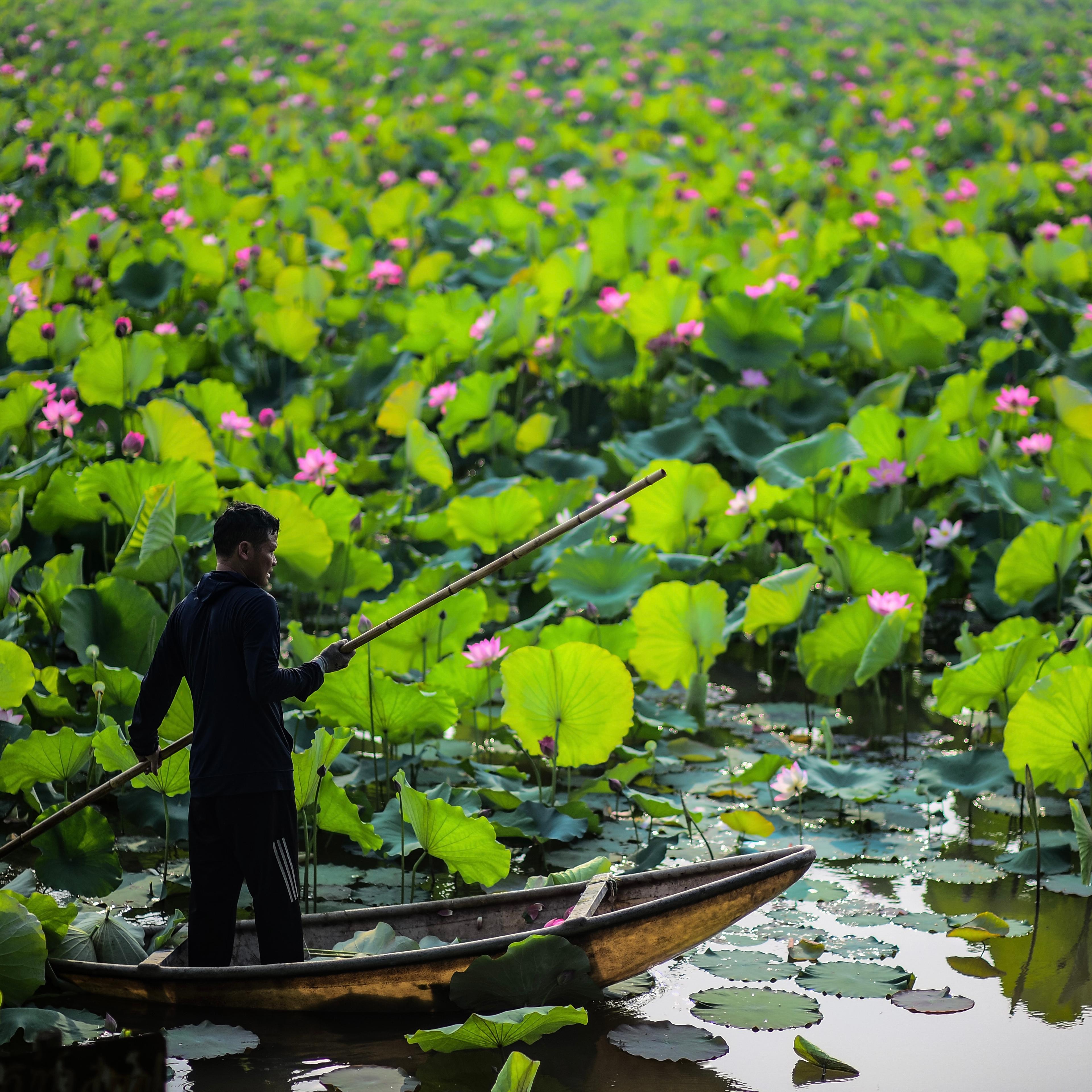 A boatman poling a wooden boat through a pond covered in lotus flowers